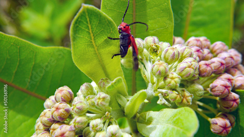 Close-up of a red milkweed beetle sitting on the leaf of a milkweed plant that is growing in a field with a blurred background. photo