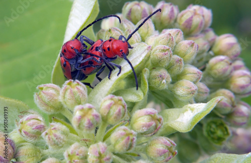 Close-up of two red milkweed beetles mating on the pink flower buds of a milkweed plant that is growing in a field with a blurred background.