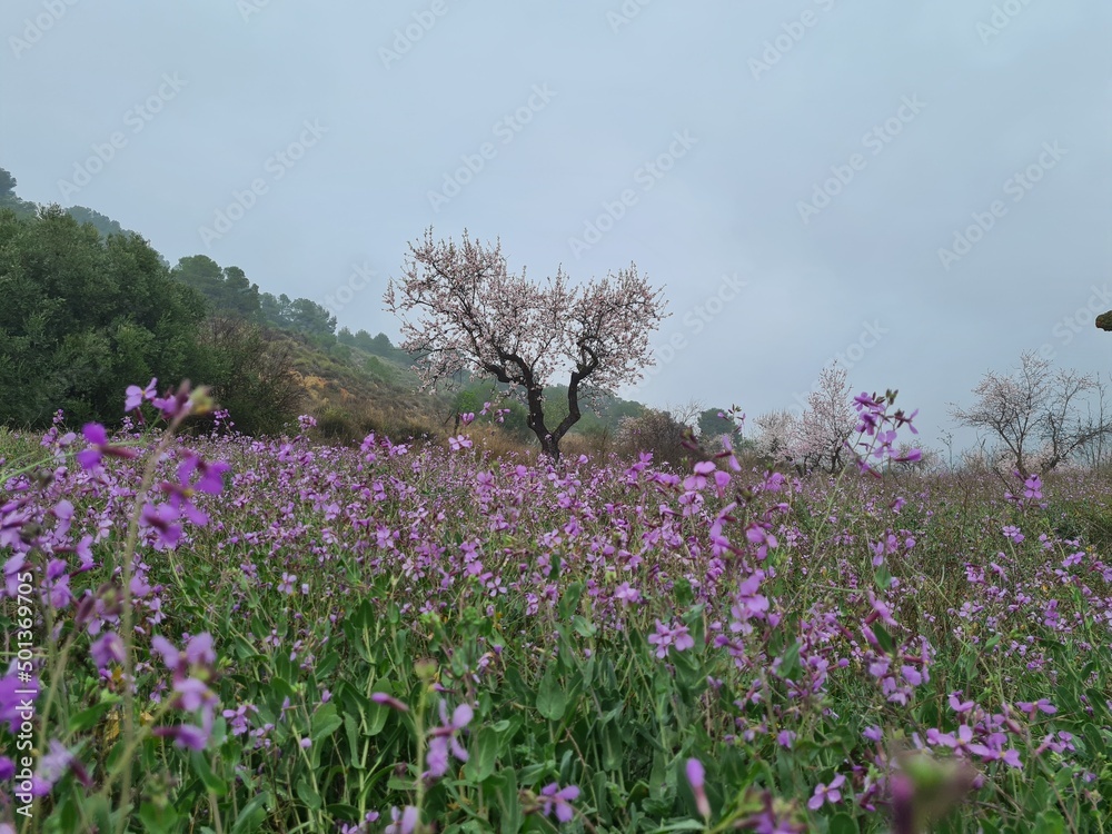 Campo de flores violetas Campo de flores violetas
