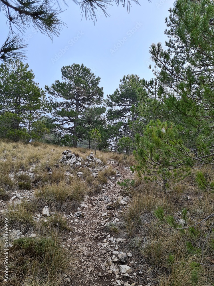 Paisaje vegetal con pinos Paisaje vegetal con pinos