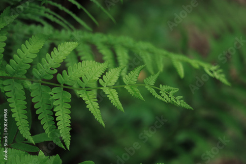 fern leaves in the forest 