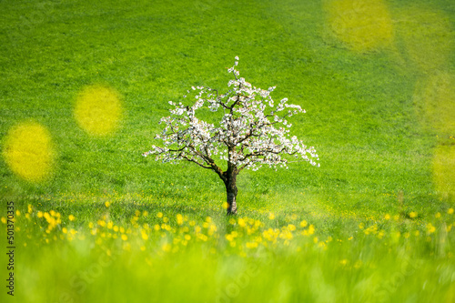 wonderful cherry tree in bloom in Baselland in spring an ideal background photo