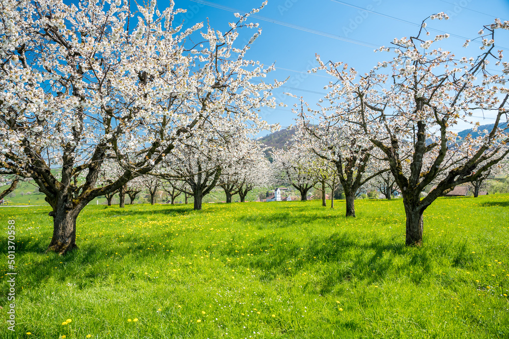 orchard in Oltingen during cherry blossom with church in the background orchard in Oltingen during cherry blossom with church in the background