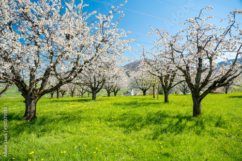 orchard in Oltingen during cherry blossom with church in the background