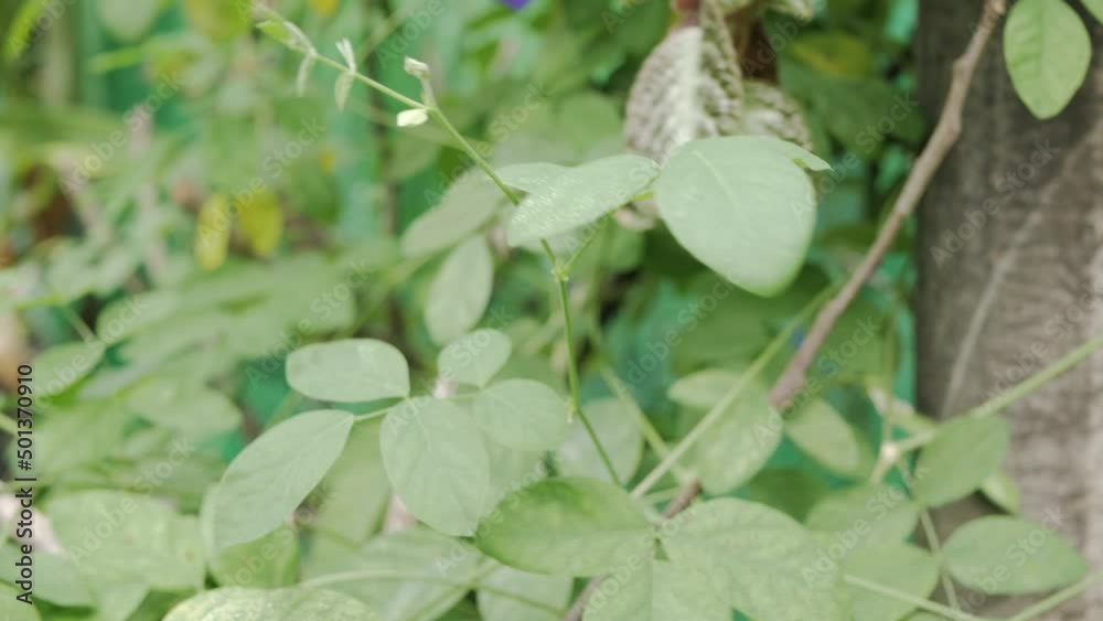 picking a purple flower of butterfly pea with green tree leaves in tropical organic garden picking a purple flower of butterfly pea with green tree leaves in tropical organic garden