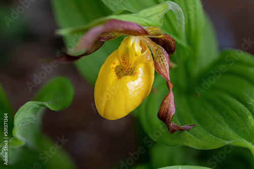 Yellow lady's slipper or moccasin flower blooming in springtime. It is a lady's slipper orchid native to North America and is widespread. photo
