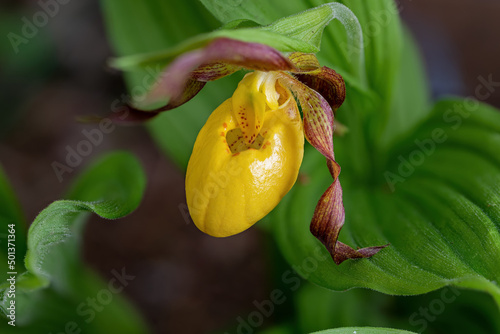 Φωτογραφία Yellow lady's slipper or moccasin flower blooming in springtime