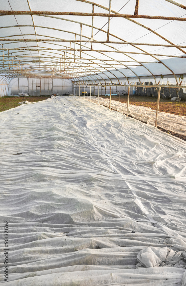 Greenhouse organic vegetable plantation covered with agrotextile. Greenhouse organic vegetable plantation covered with agrotextile.