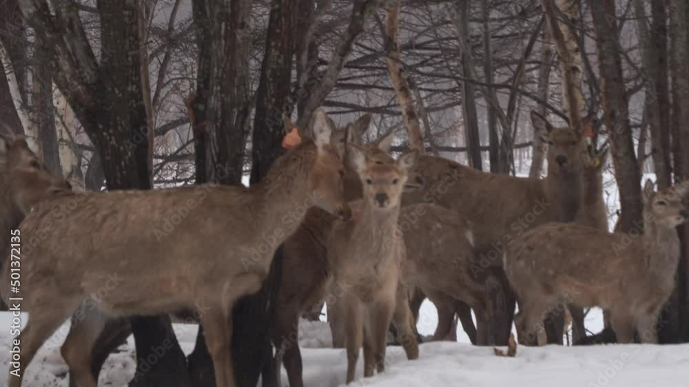 A herd of spotted reindeer in their natural habitat walks through the snow in winter in Russia, on Sakhalin. A herd of spotted reindeer in their natural habitat walks through the snow in winter in Russia, on Sakhalin.