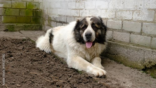 The dog is hot. stuffy. A large and fluffy dog ​​lies in the shade.
The animal is hot and breathing heavily.
Breed Central Asian Shepherd. Alabai or Kagal.
caring for large pets photo