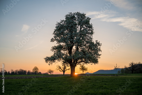 spring sunrise with a giant pear tree in bloom