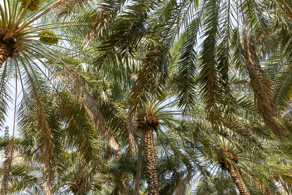 Palm trees at the Al Ain Oasis in Abu Dhabi, UAE Palm trees at the Al Ain Oasis in Abu Dhabi, UAE