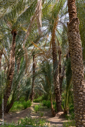 Palm trees at the Al Ain Oasis in Abu Dhabi  UAE