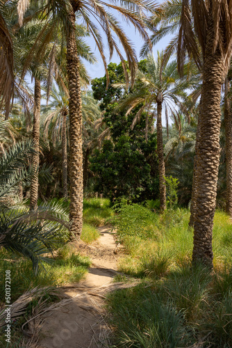 Palm trees at the Al Ain Oasis in Abu Dhabi, UAE