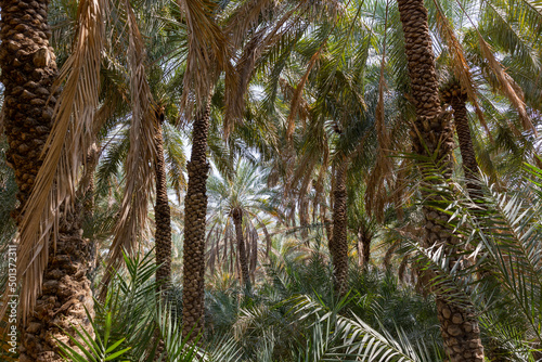 Palm trees at the Al Ain Oasis in Abu Dhabi  UAE