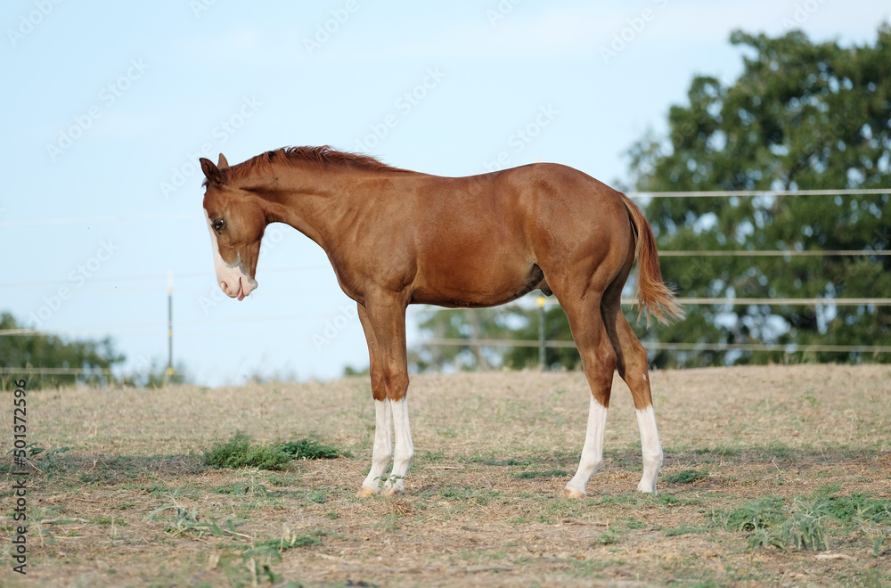 Young colt foal horse in rural ranch field of Texas.