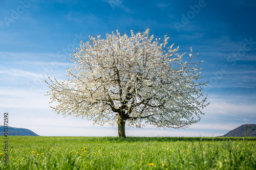perfect blooming cherry tree on a green field in Baselland
