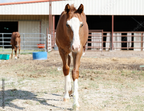 Foal horse on equine farm in field for rural ranch concept. © ccestep8