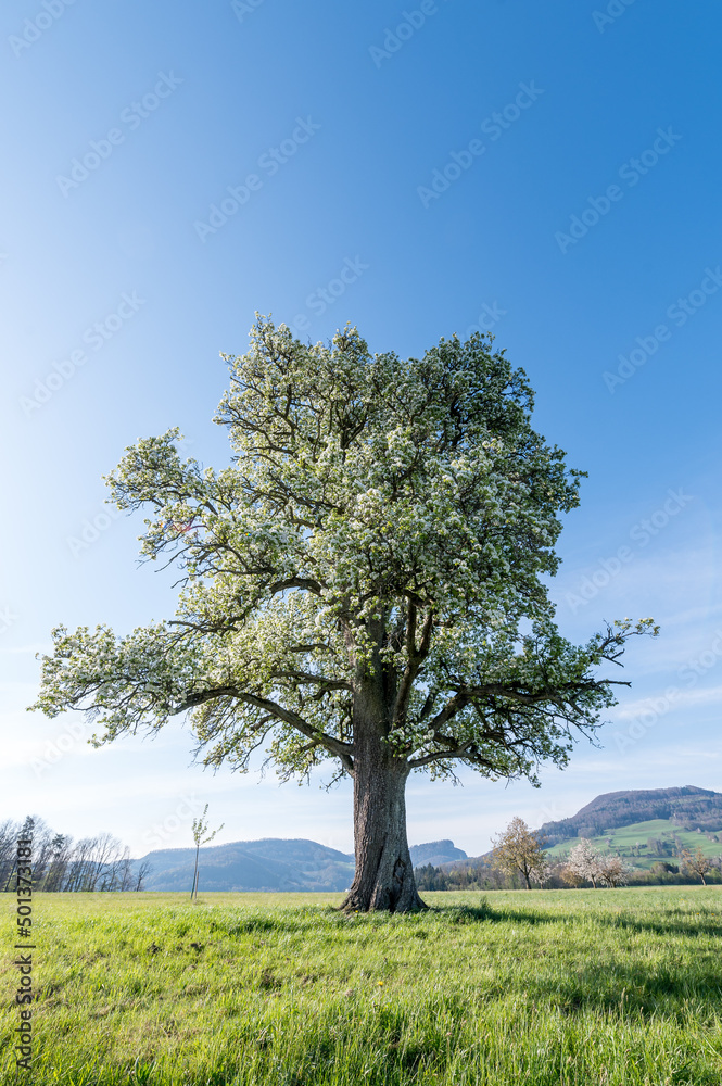 giant pear tree in bloom during spring in Baselland giant pear tree in bloom during spring in Baselland