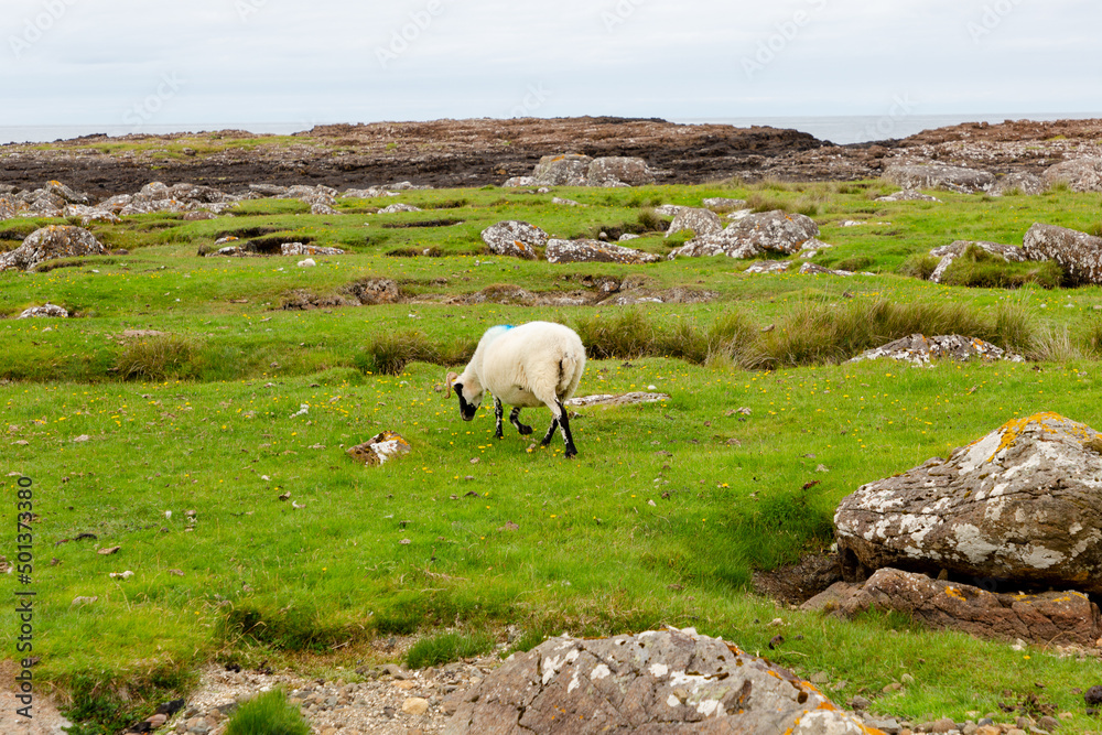 Scottish Blackface Free Range British sheep on the Isle of Skye Scottish Blackface Free Range British sheep on the Isle of Skye