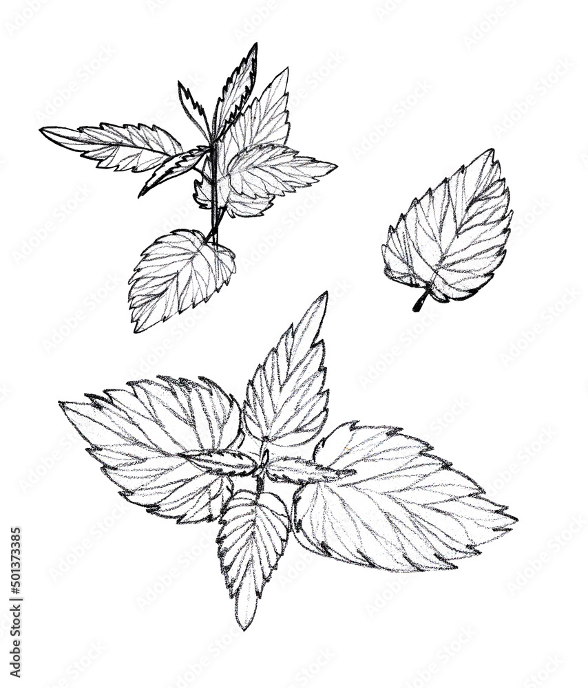 Fototapeta premium Urtica dioica a sketch with a pencil. element set of wild grass for design