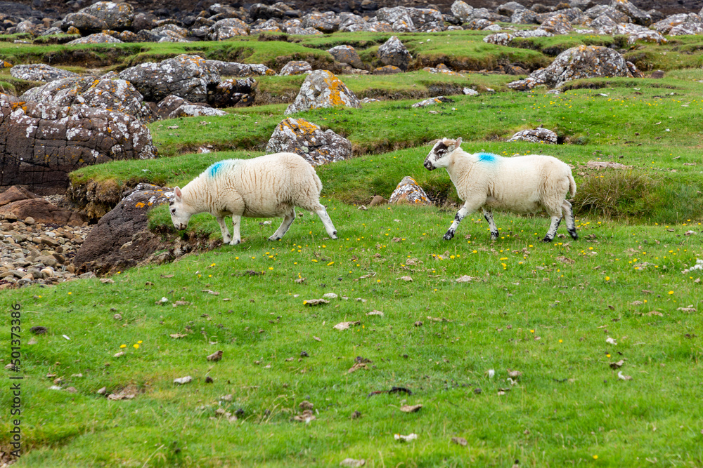 Scottish Blackface Free Range British lambs on the Isle of Skye Scottish Blackface Free Range British lambs on the Isle of Skye