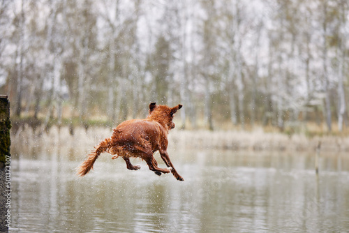 Happy dog is jumping into lake. Selective focus on Nova Scotia Duck Tolling Retriever in moution..