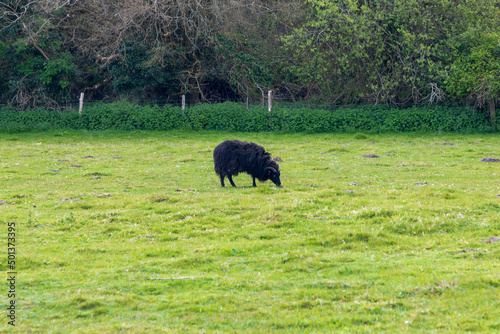 Hebridean sheep black British long-wool sheep grazing in pasture