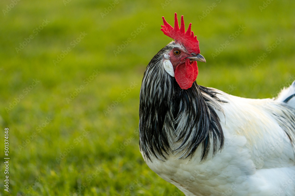 Lakenfelder rooster