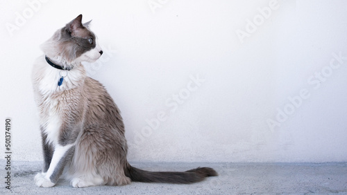 Beautiful cat portrait background