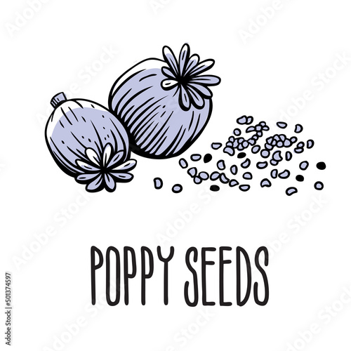 A flower with poppy seeds. Vector isolated illustration of poppy seeds on a white background with the inscription