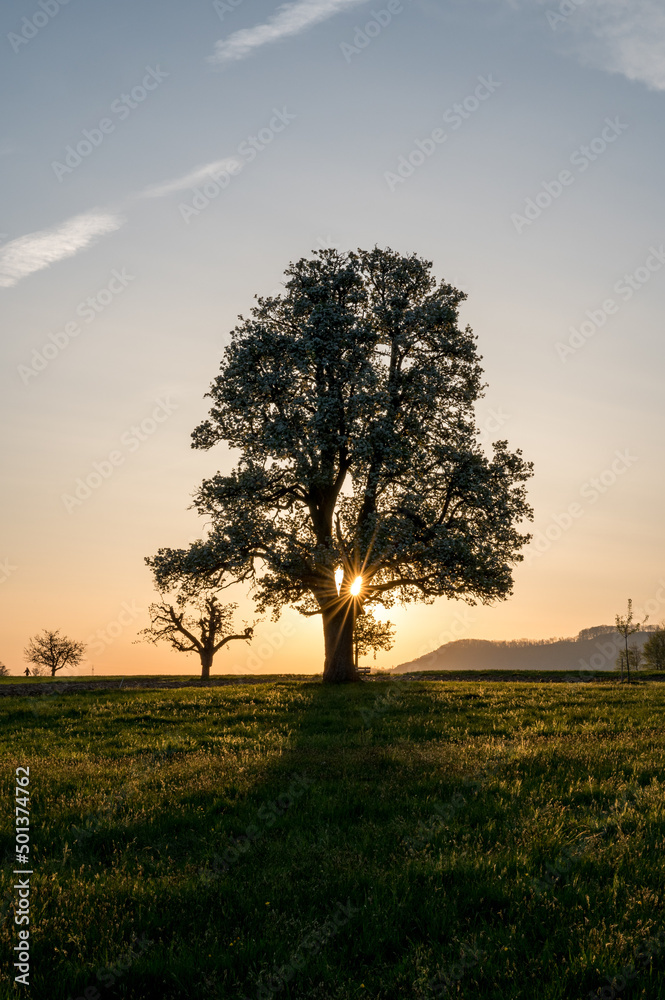 wonderful spring sunrise with a giant pear tree in Baselland