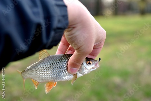 Spring fishing on the river, catch.