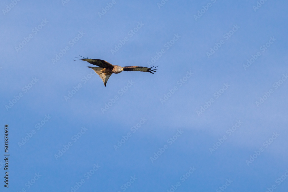 Red kite (Milvus milvus) flying in blue sky Red kite (Milvus milvus) flying in blue sky