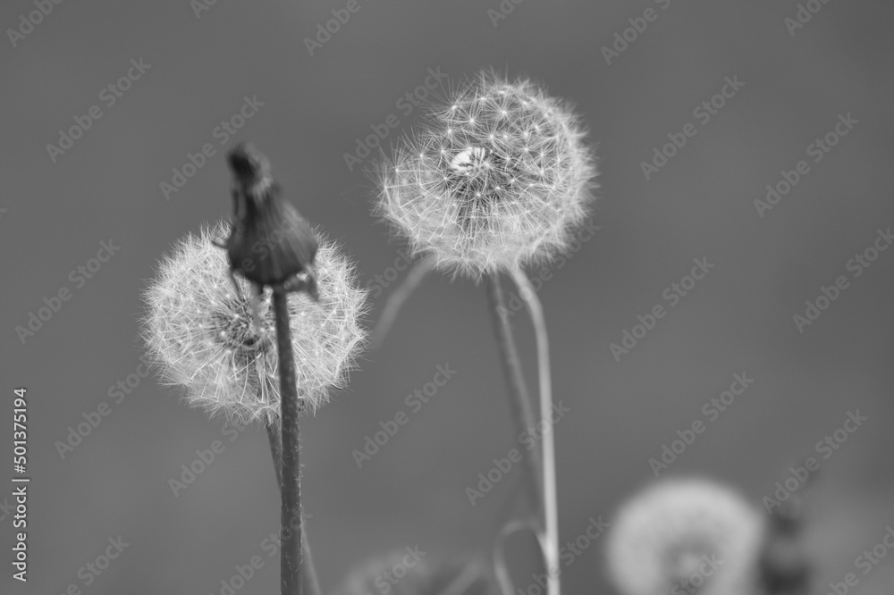 Obraz premium Löwenzahn