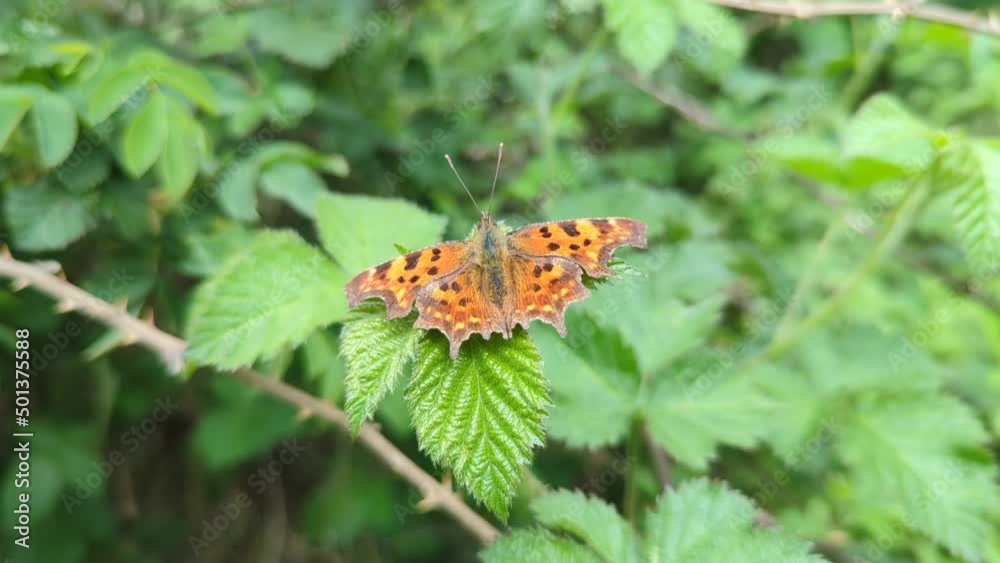 A beautiful butterfly sits on a leaf. Animal close-up video. A beautiful butterfly sits on a leaf. Animal close-up video.