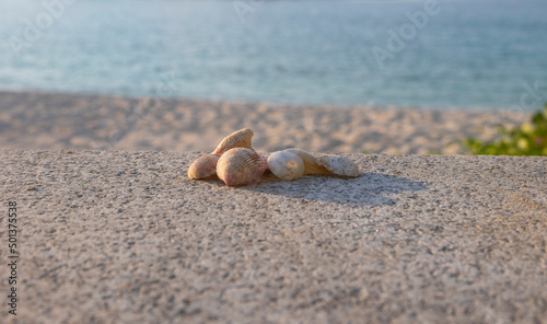 Beautiful washed up seashells with a shallow depth of field and selective focus