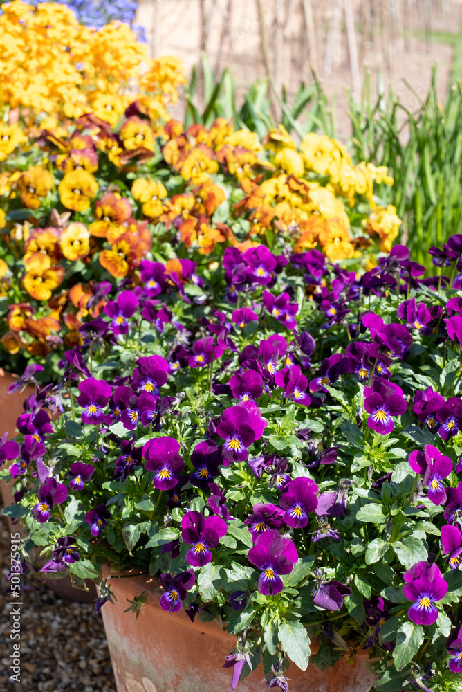 Flower pots filled to overflowing with colourful viola cornuta flowers. Photographed at a garden in Wisley, near Woking in Surrey UK.
