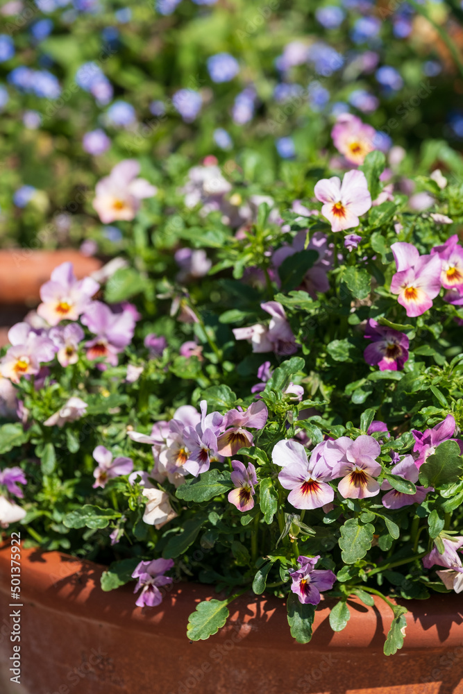 Flower pots filled to overflowing with colourful pink purple viola cornuta flowers. Photographed at a garden in Wisley, near Woking in Surrey UK.