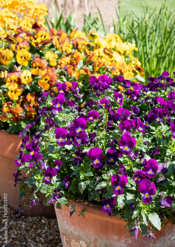 Flower pots filled to overflowing with colourful viola cornuta flowers. Photographed at a garden in Wisley  near Woking in Surrey UK.