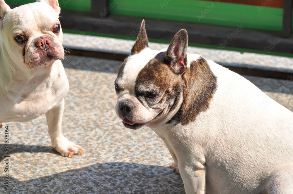 dog or french bulldog, two dogs