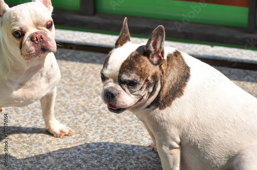 Fototapeta Naklejka Na Ścianę i Meble -  dog or french bulldog, two dogs