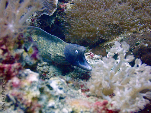 Moray eel with open mouth on sandy bottom among corals.