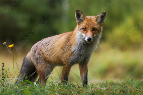 Fluffy red fox, vulpes vulpes, looking from a hill on a meadow in autumn nature. Furry mammal watching with interest on grassland from low angle side view
