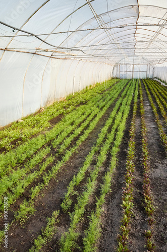 Interior of an organic vegetable plantation in a greenhouse.
