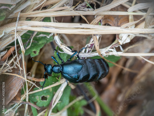 Violet oil beetle Meloe violaceus, UK. photo