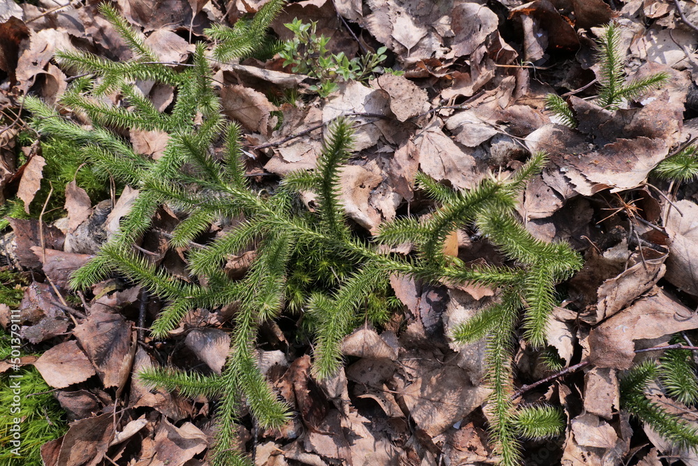 Lycopodium clavatum - perennial, evergreen plant growing in the forests of Eurasia. is a medicinal plant. Near Warsaw (Poland) Lycopodium clavatum - perennial, evergreen plant growing in the forests of Eurasia. is a medicinal plant. Near Warsaw (Poland)