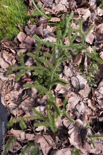 Lycopodium clavatum - perennial, evergreen plant growing in the forests of Eurasia. is a medicinal plant. Near Warsaw (Poland)