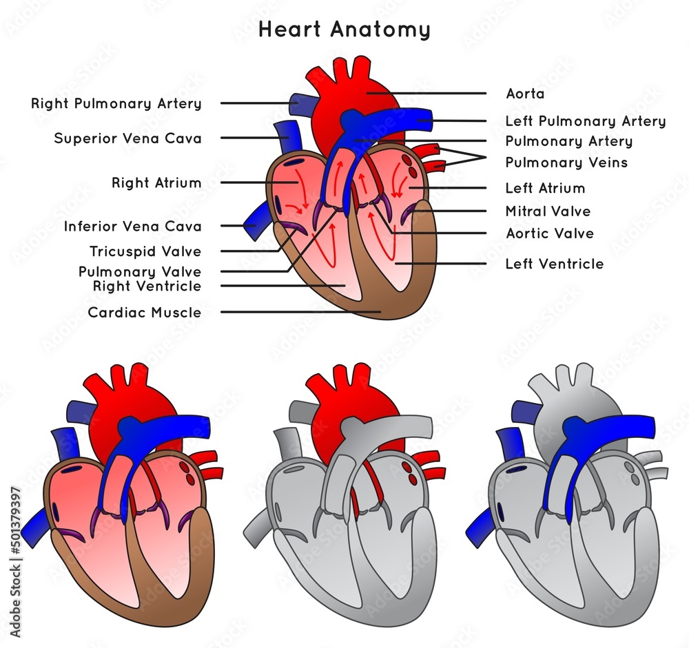 Human Heart anatomy infographic diagram with labels and grey heart with