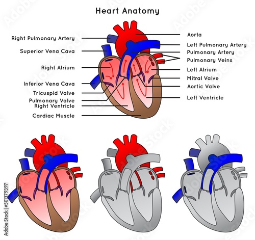 Human Heart anatomy infographic diagram with labels and grey heart with arteries also veins including parts chambers valves blood flow direction from and to lungs body vector medical science education